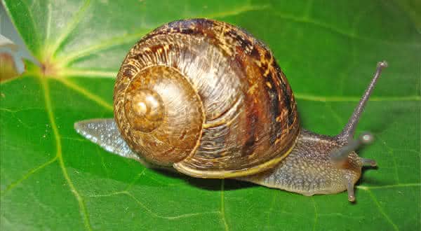 Helix Aspersa entre os animais mais lentos do mundo