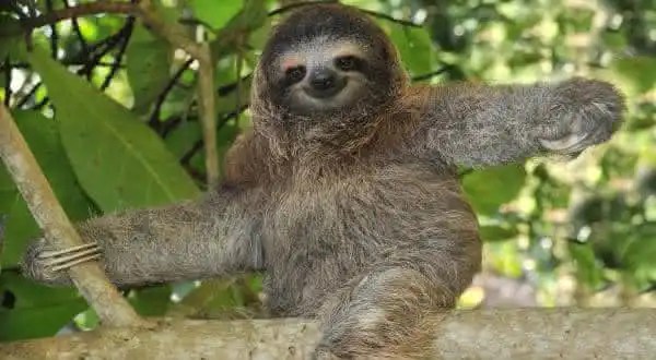 bicho preguica entre os animais mais lentos do mundo
