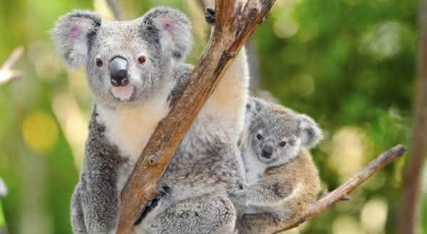 coala entre os animais mais lentos do mundo