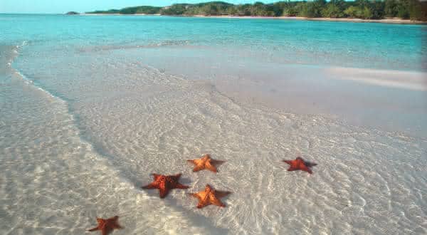 estrela do mar entre os animais mais lentos do mundo