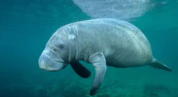peixe-boi entre os animais mais lentos do mundo