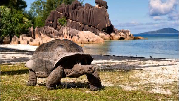 tartaruga gigante entre os animais mais lentos do mundo