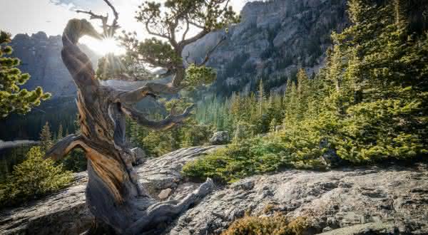 Rocky Mountain Bristlecone Pine entre as arvores mais antigas do mundo