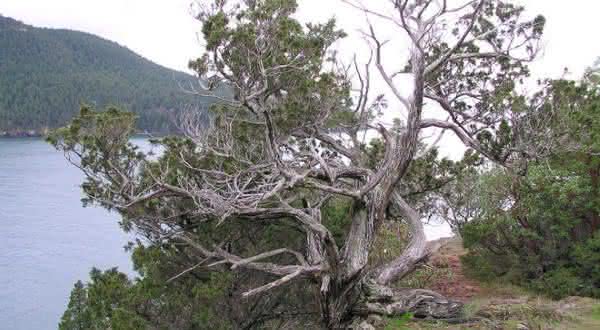 Rocky Mountain Juniper entre as arvores mais antigas do mundo
